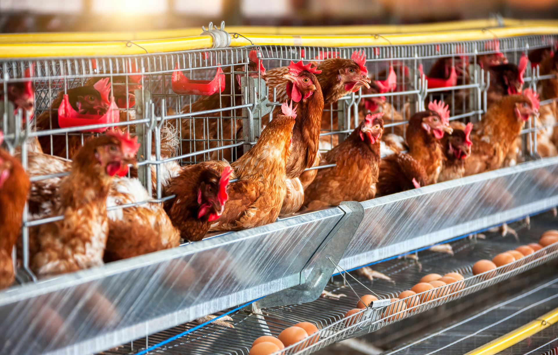 Crown Eggs: B2B Credibility & Supply Chain